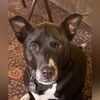 doberman292